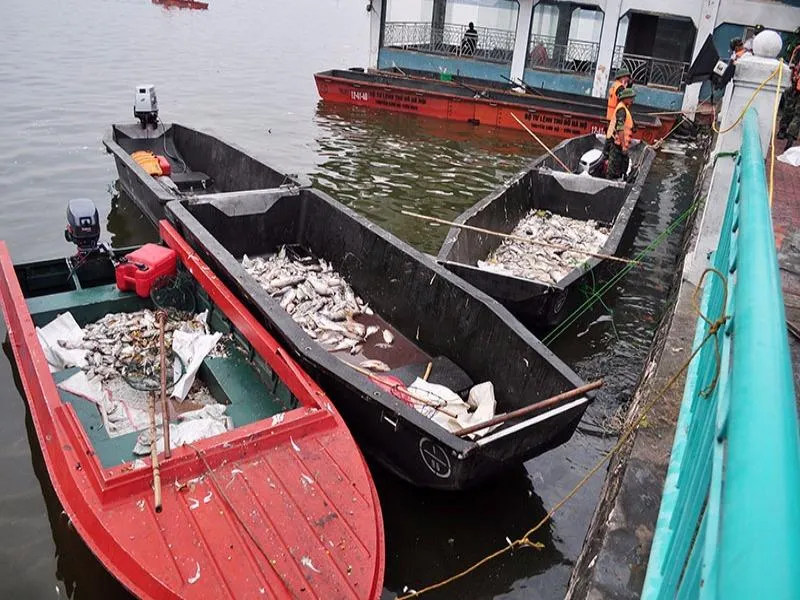 cá chết hồ tây