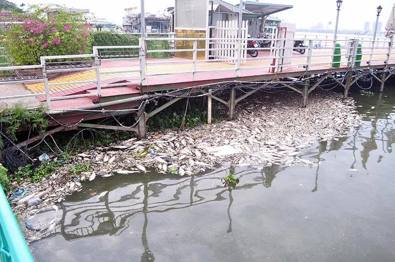 cá chết hồ tây