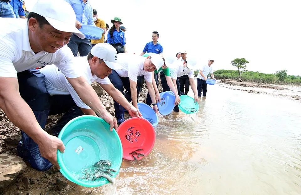Và cùng nhau thả cá giống tái tạo nguồn lợi thuỷ sản tại rừng ngập mặn Đồng Rui.