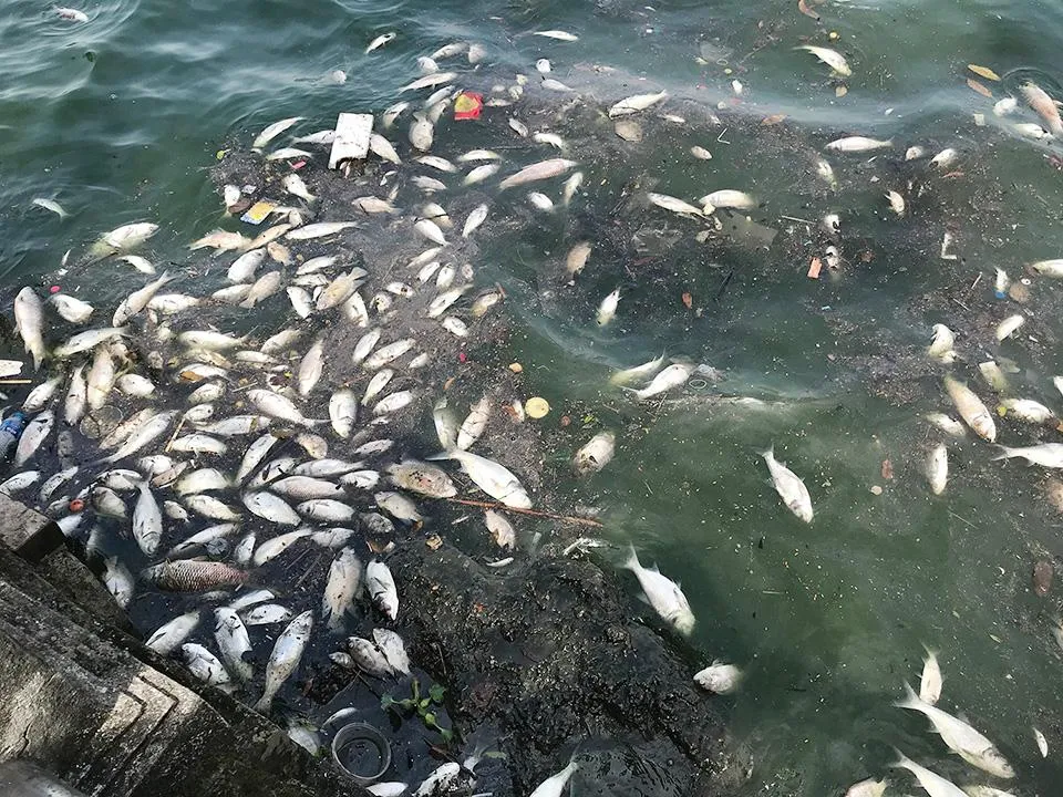 Cá chết dạt vào ven Hồ Tây những ngày đầu tháng 10-2022. Cá chết dạt vào ven Hồ Tây những ngày đầu tháng 10-2022.