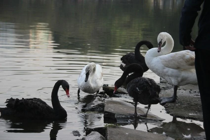 Đàn thiên nga được thả tại hồ Thiền Quang chết mất 6 con