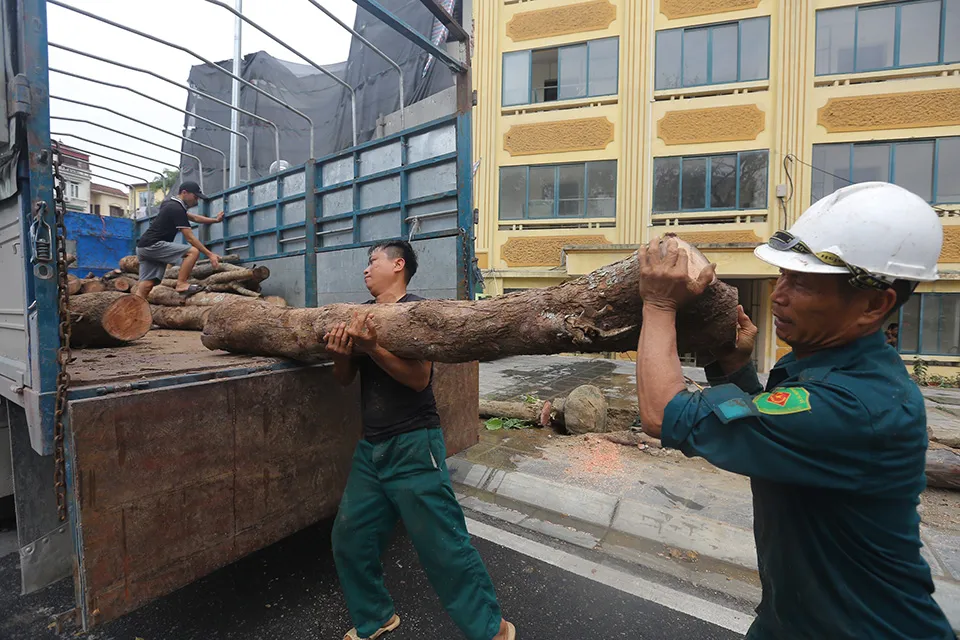 Nhiều cây bị chết khô, được công nhân của nhà thầu cưa thành từng khúc củi vận chuyển đi. Ảnh: TP Hiện trạng hàng cây chết khô dù mới được trồng trên phố Huỳnh Thúc Kháng chụp vào ngày 2-4. Ảnh: TP