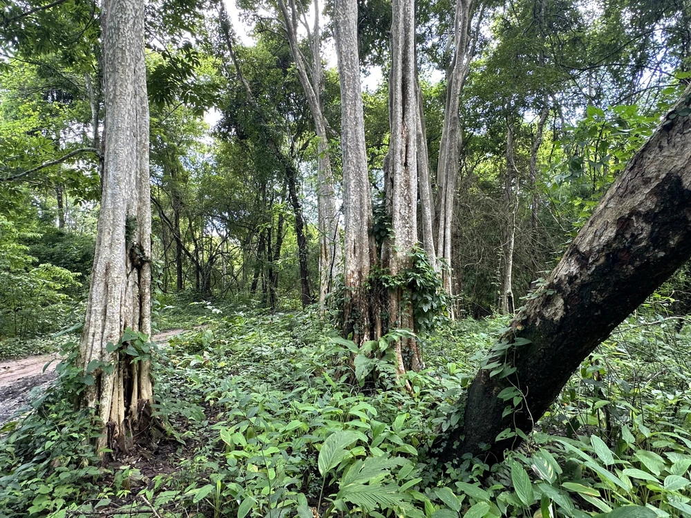 Việc làm hồ thuỷ lợi Ka Pét phải xoá xổ hàng trăm ha rừng đặc dụng. ảnh: Võ Tùng
