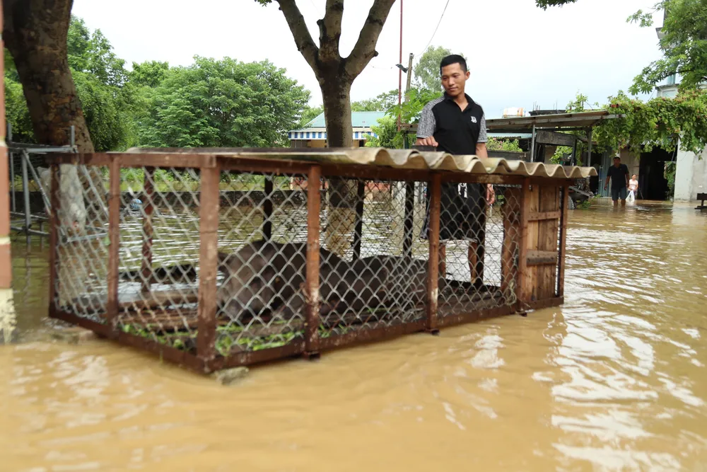 Người dân ven sông Bùi phải di chuyển gia súc, đồ đạc chạy lũ. Ảnh. TP lu-tran-de-song-bui-7.jpg