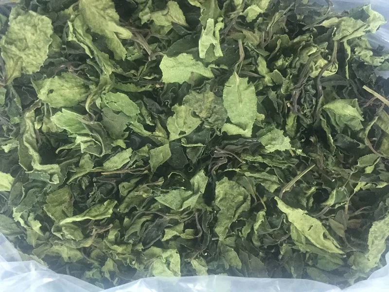 Thành phần lá Khat chứa chất cathinone, nằm trong danh mục chất ma túy tuyệt đối cấm sử dụng trong y học và đời sống