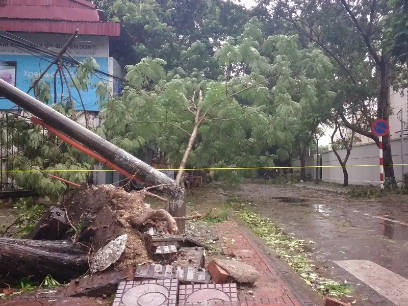 Cây mới trồng trên đường Nguyễn Chí Thanh đua nhau bật gốc sau bão ảnh 8