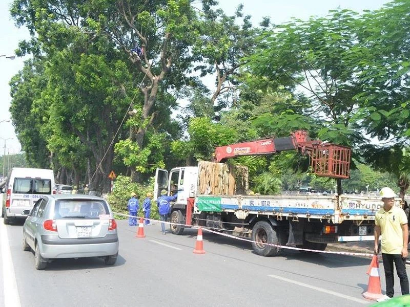 di dời cây xanh đường kim mã