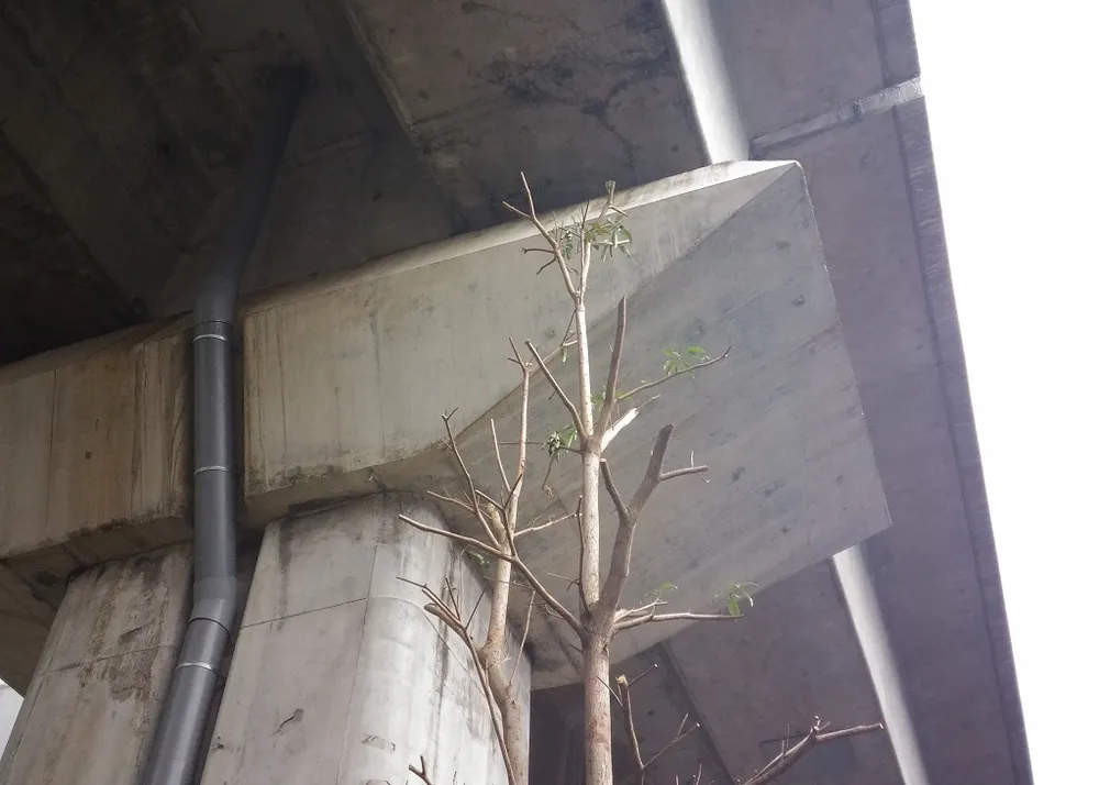 Độc nhất vô nhị: Trồng cây dưới… gầm đường sắt ảnh 6