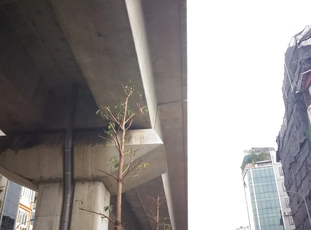 Độc nhất vô nhị: Trồng cây dưới… gầm đường sắt ảnh 7