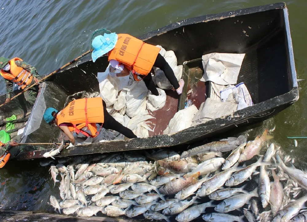 Hồ Tây không còn cá chết nhưng mùi thối vẫn nồng nặc ảnh 9 Hồ Tây không còn cá chết nhưng mùi thối vẫn nồng nặc ảnh 9