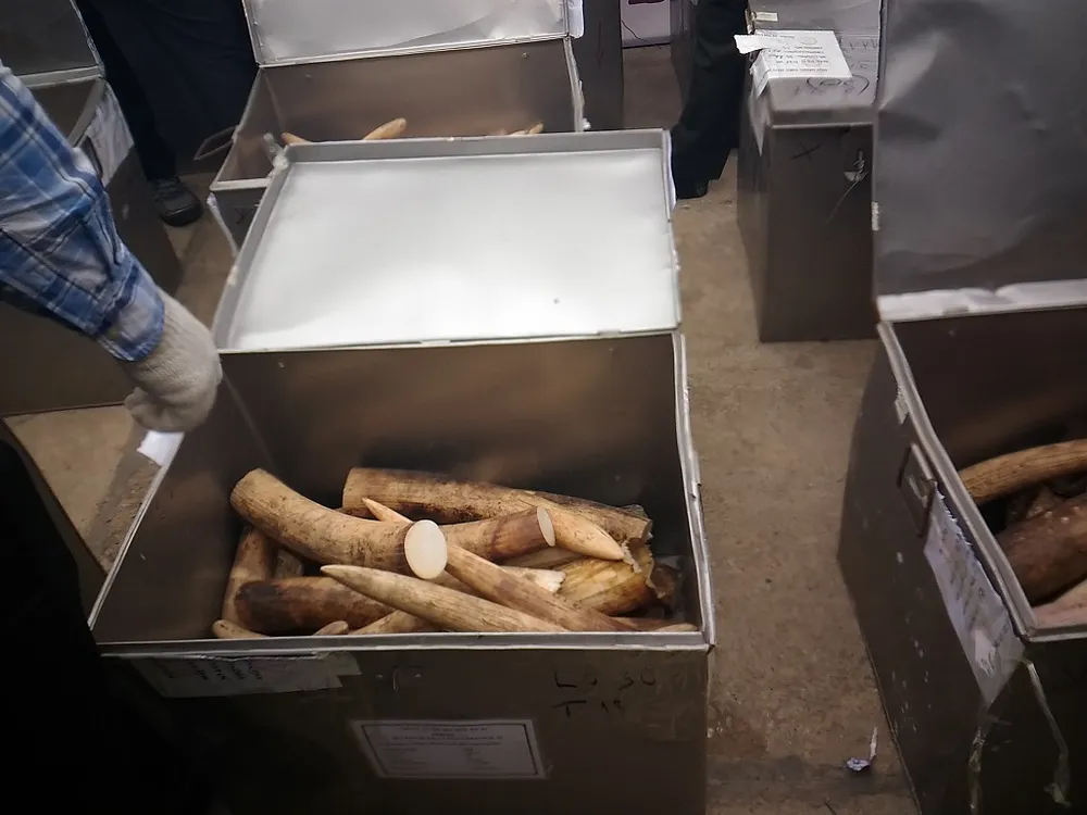 Lần đầu tiên Việt Nam tiêu hủy hơn 2.000 kg ngà voi ảnh 2