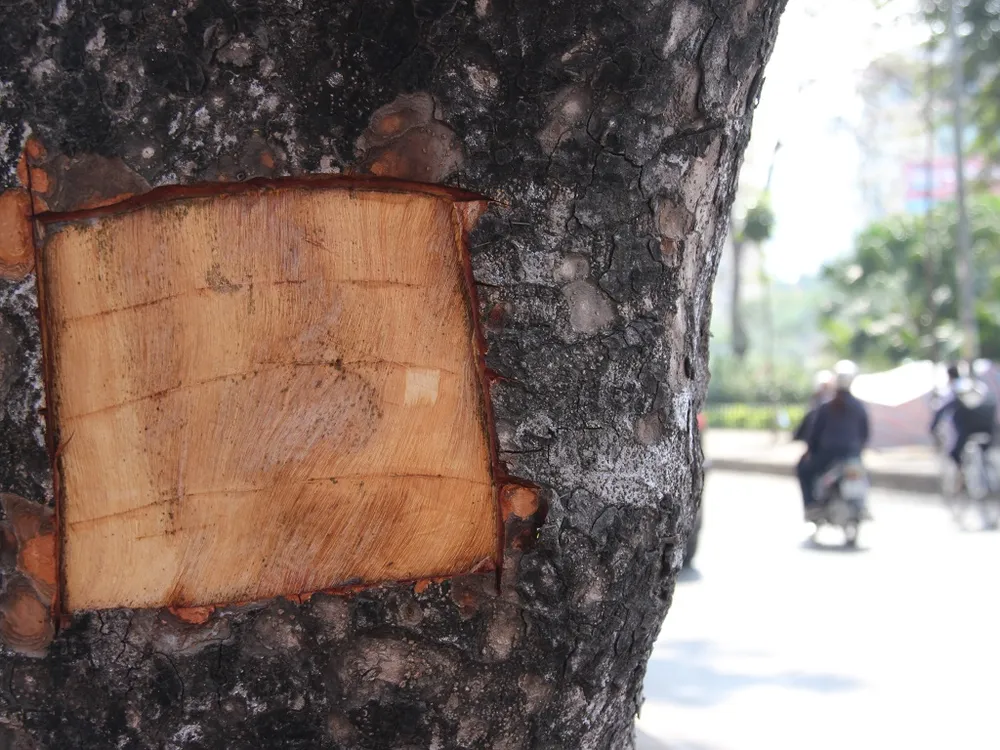 Hàng loạt cây xà cừ bị lột vỏ để… chữa bệnh ngứa? ảnh 3 Hàng loạt cây xà cừ bị lột vỏ để… chữa bệnh ngứa? ảnh 3