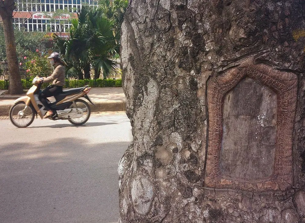 Hàng loạt cây xà cừ bị lột vỏ để… chữa bệnh ngứa? ảnh 6 Hàng loạt cây xà cừ bị lột vỏ để… chữa bệnh ngứa? ảnh 6