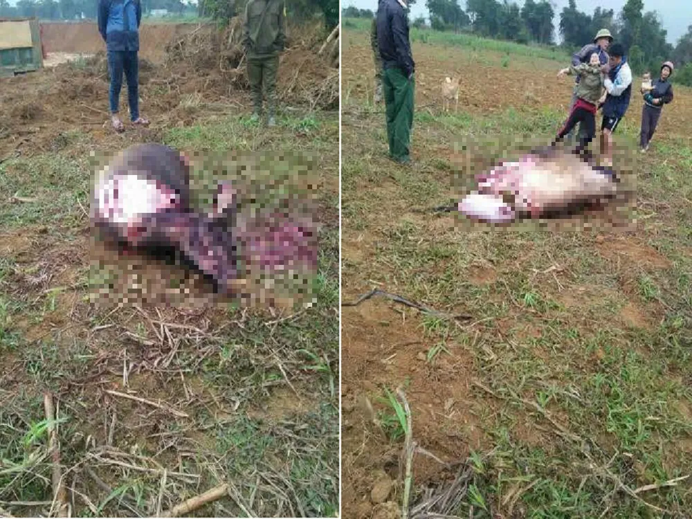 Táo tợn trộm trâu đang mang thai rồi chặt toàn bộ đùi ảnh 1 Táo tợn trộm trâu đang mang thai rồi chặt toàn bộ đùi ảnh 1