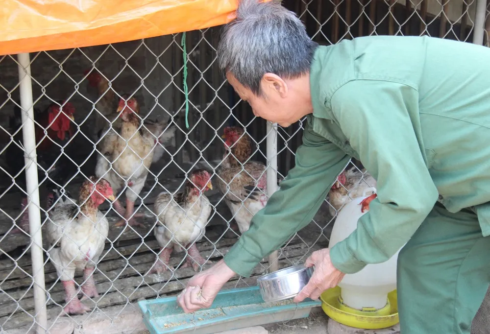 Tròn mắt ngắm cặp chân khủng của “vua gà” Đông Tảo ảnh 11