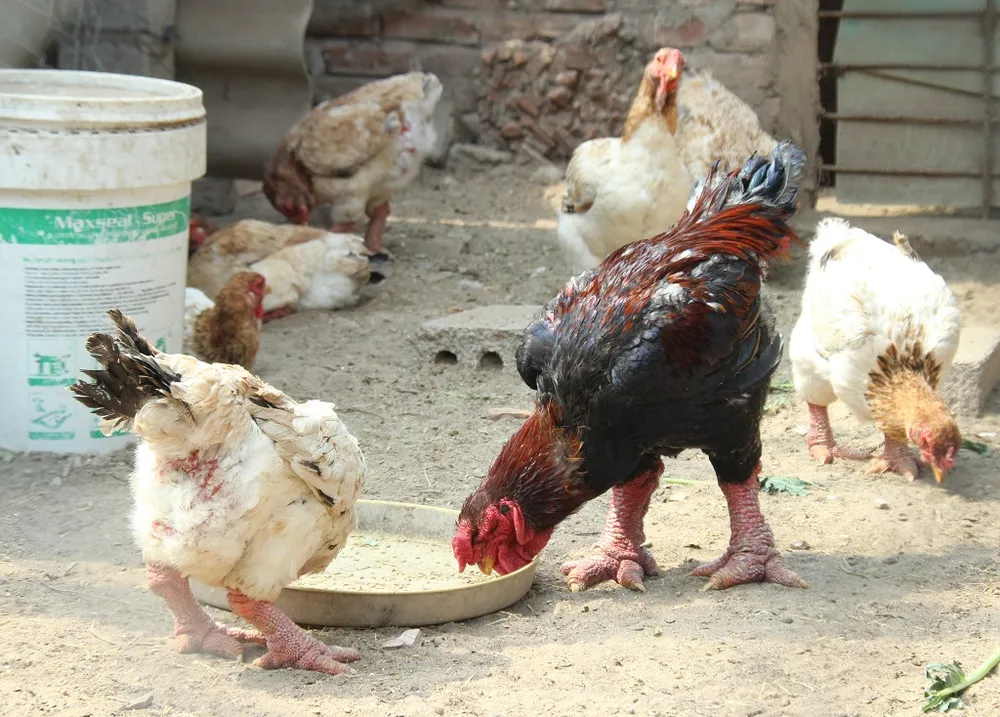 Tròn mắt ngắm cặp chân khủng của “vua gà” Đông Tảo ảnh 2