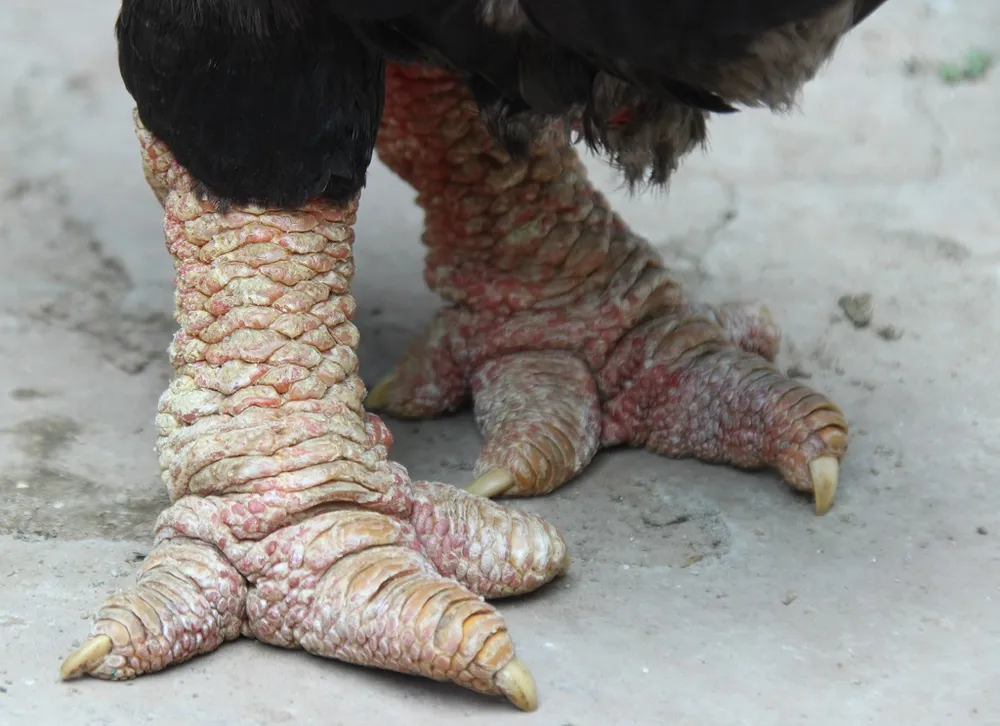 Tròn mắt ngắm cặp chân khủng của “vua gà” Đông Tảo ảnh 5