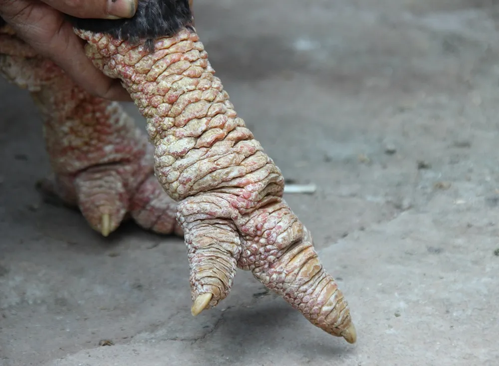 Tròn mắt ngắm cặp chân khủng của “vua gà” Đông Tảo ảnh 6