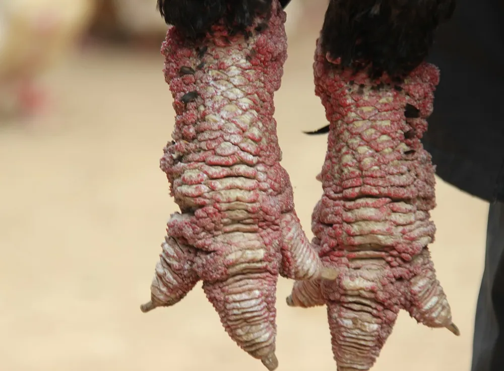 Tròn mắt ngắm cặp chân khủng của “vua gà” Đông Tảo ảnh 8