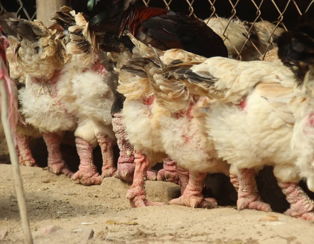 Tròn mắt ngắm cặp chân khủng của “vua gà” Đông Tảo ảnh 9