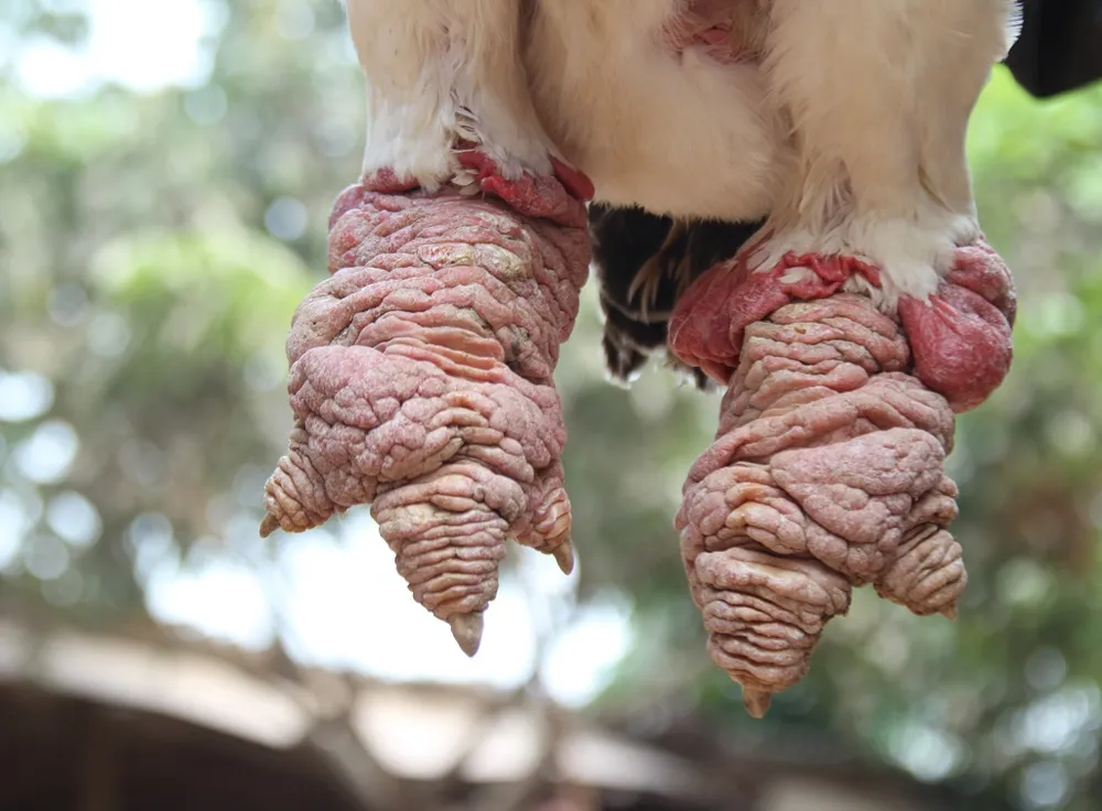 Tròn mắt ngắm cặp chân khủng của “vua gà” Đông Tảo ảnh 10