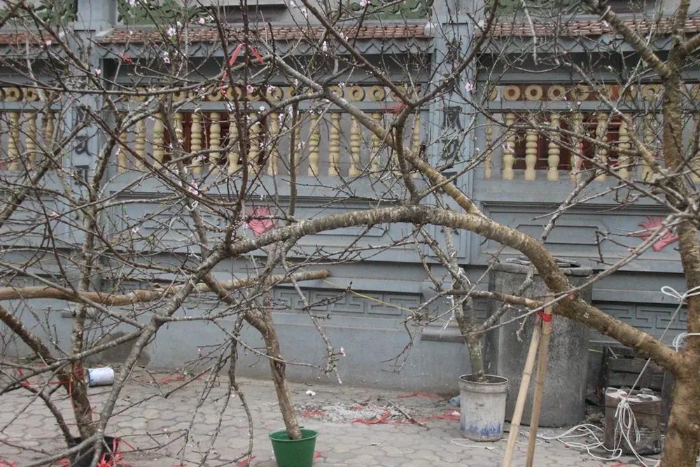 Hoa đào rừng đổ về khoe sắc khắp phố phường Hà Nội ảnh 3