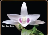 Chủ vườn lan đột biến nghi ‘ôm’ 11 tỉ đồng bỏ trốn ảnh 1 Cận cảnh những giống lan đột biến trị giá hàng chục tỉ đồng