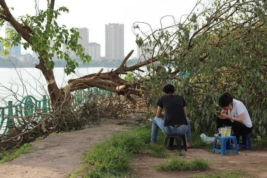 "Cây cô đơn" bị chặt phá, khiến giới trẻ Hà Nội tiếc nuối. Ảnh: PHAN LIÊN "Cây cô đơn" bị chặt phá, khiến giới trẻ Hà Nội tiếc nuối. Ảnh: PHAN LIÊN