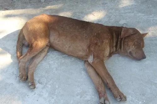 Ngộ nghĩnh 'vườn bách thú' của lính đảo Trường Sa ảnh 21 Ngộ nghĩnh 'vườn bách thú' của lính đảo Trường Sa ảnh 21