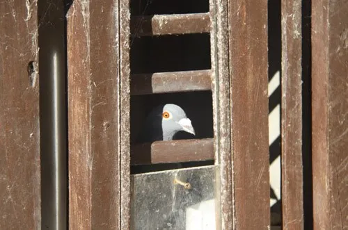 Ngộ nghĩnh 'vườn bách thú' của lính đảo Trường Sa ảnh 25 Ngộ nghĩnh 'vườn bách thú' của lính đảo Trường Sa ảnh 25