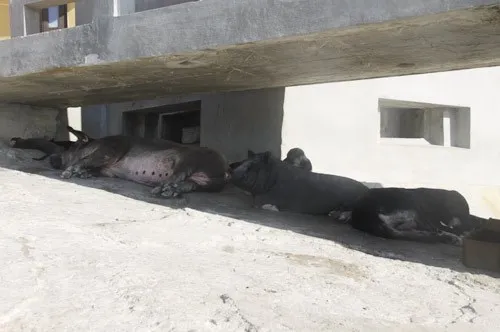 Ngộ nghĩnh 'vườn bách thú' của lính đảo Trường Sa ảnh 1 Ngộ nghĩnh 'vườn bách thú' của lính đảo Trường Sa ảnh 1