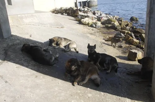 Ngộ nghĩnh 'vườn bách thú' của lính đảo Trường Sa ảnh 2 Ngộ nghĩnh 'vườn bách thú' của lính đảo Trường Sa ảnh 2