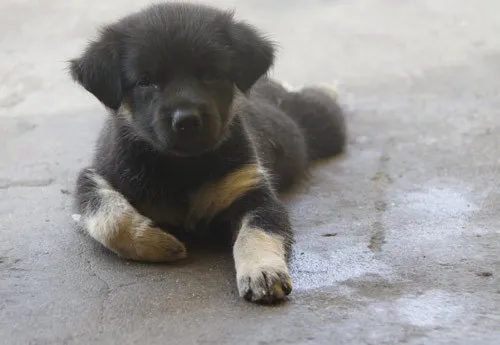 Ngộ nghĩnh 'vườn bách thú' của lính đảo Trường Sa ảnh 4 Ngộ nghĩnh 'vườn bách thú' của lính đảo Trường Sa ảnh 4