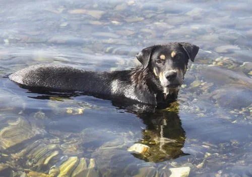 Ngộ nghĩnh 'vườn bách thú' của lính đảo Trường Sa ảnh 5 Ngộ nghĩnh 'vườn bách thú' của lính đảo Trường Sa ảnh 5