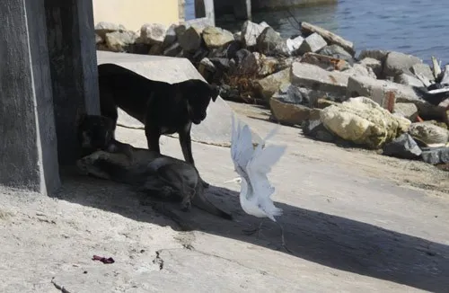 Ngộ nghĩnh 'vườn bách thú' của lính đảo Trường Sa ảnh 6 Ngộ nghĩnh 'vườn bách thú' của lính đảo Trường Sa ảnh 6