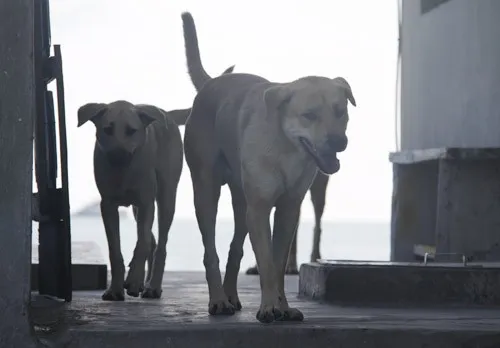 Ngộ nghĩnh 'vườn bách thú' của lính đảo Trường Sa ảnh 7 Ngộ nghĩnh 'vườn bách thú' của lính đảo Trường Sa ảnh 7