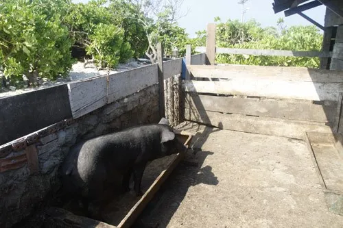 Ngộ nghĩnh 'vườn bách thú' của lính đảo Trường Sa ảnh 8 Ngộ nghĩnh 'vườn bách thú' của lính đảo Trường Sa ảnh 8