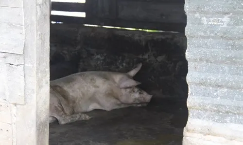 Ngộ nghĩnh 'vườn bách thú' của lính đảo Trường Sa ảnh 9 Ngộ nghĩnh 'vườn bách thú' của lính đảo Trường Sa ảnh 9