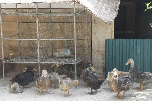 Ngộ nghĩnh 'vườn bách thú' của lính đảo Trường Sa ảnh 10 Ngộ nghĩnh 'vườn bách thú' của lính đảo Trường Sa ảnh 10