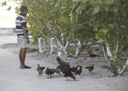 Ngộ nghĩnh 'vườn bách thú' của lính đảo Trường Sa ảnh 15 Ngộ nghĩnh 'vườn bách thú' của lính đảo Trường Sa ảnh 15