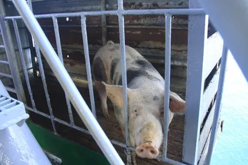 Ngộ nghĩnh 'vườn bách thú' của lính đảo Trường Sa ảnh 16 Ngộ nghĩnh 'vườn bách thú' của lính đảo Trường Sa ảnh 16