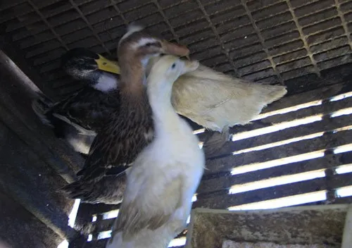 Ngộ nghĩnh 'vườn bách thú' của lính đảo Trường Sa ảnh 18 Ngộ nghĩnh 'vườn bách thú' của lính đảo Trường Sa ảnh 18