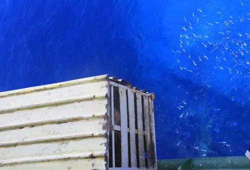 Ngộ nghĩnh 'vườn bách thú' của lính đảo Trường Sa ảnh 19 Ngộ nghĩnh 'vườn bách thú' của lính đảo Trường Sa ảnh 19