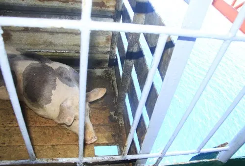 Ngộ nghĩnh 'vườn bách thú' của lính đảo Trường Sa ảnh 20 Ngộ nghĩnh 'vườn bách thú' của lính đảo Trường Sa ảnh 20