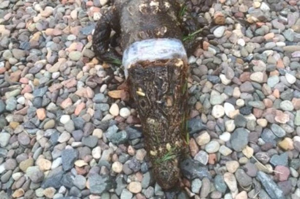 Cái chết đầy bí ẩn trên sân golf của một con cá sấu lùn Tây Phi ảnh 1