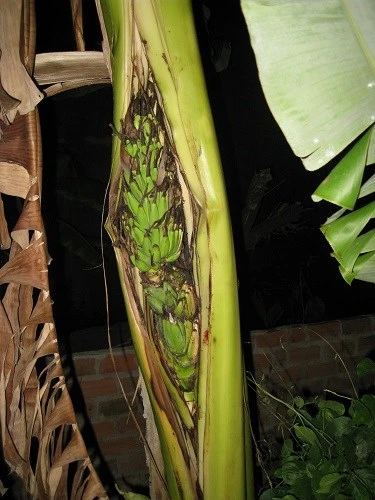 Buồng chuối chĩa thẳng lên trên