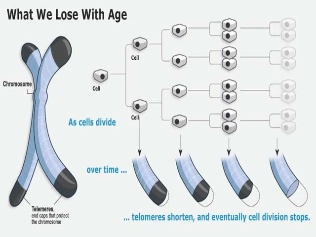 Tìm ra nguyên nhân vì sao con người không trường sinh bất tử ảnh 1