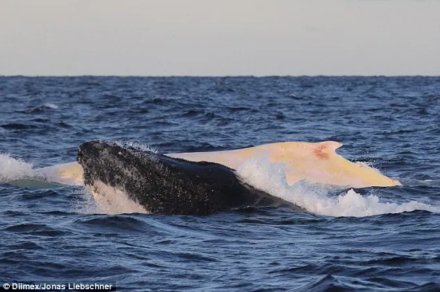 Phát hiện con cá voi lưng gù bạch tạng cực hiếm ở Australia ảnh 2 Phát hiện con cá voi lưng gù bạch tạng cực hiếm ở Australia ảnh 2