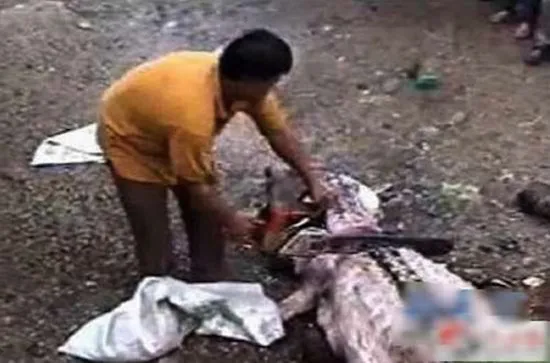 Mổ bụng cá sấu thấy thi thể người chưa phân huỷ ảnh 3