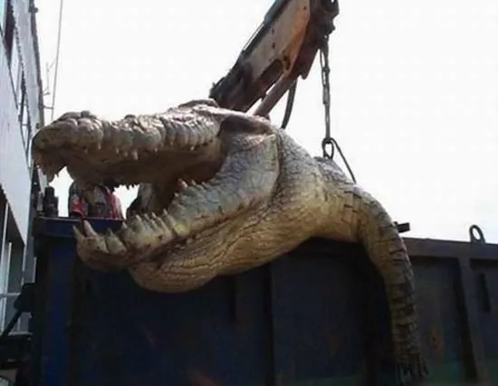 Mổ bụng cá sấu thấy thi thể người chưa phân huỷ ảnh 1